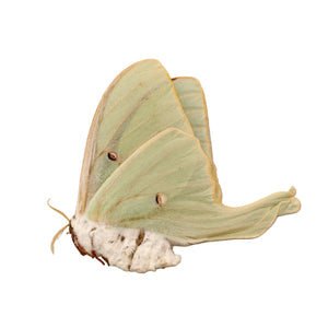 Amerikansk månemøl (Actias luna) | A1 umonteret eksemplar | BugsDirect