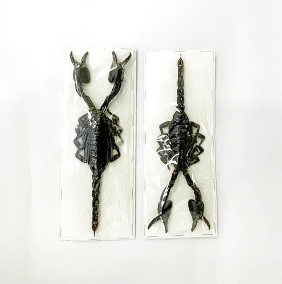 100 x Asian Blue Forest Scorpions (Javanimetrus cyaneus) 175mm+ A1 Specimens, Wholesale
