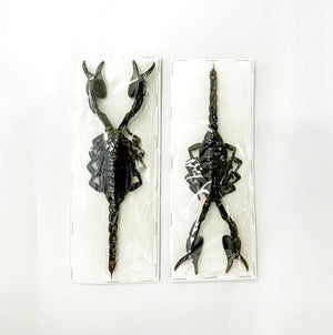 100 x Asian Blue Forest Scorpions (Javanimetrus cyaneus) 175mm+ A1 Specimens, Wholesale