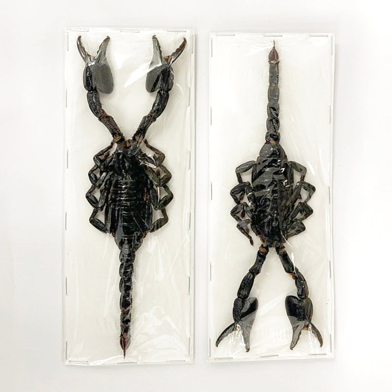 5 x Asian Blue Forest Scorpions (Javanimetrus cyaneus) 175mm A1 Entomology Specimens