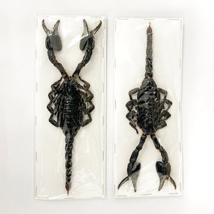 100 x Asian Blue Forest Scorpions (Javanimetrus cyaneus) 175mm+ A1 Specimens, Wholesale