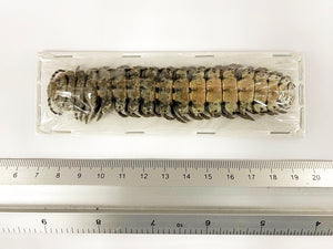 10 x Giant Shield Millipedes (Barydesmus propinquus) 12cm A1 Entomology Specimens, Wholesale