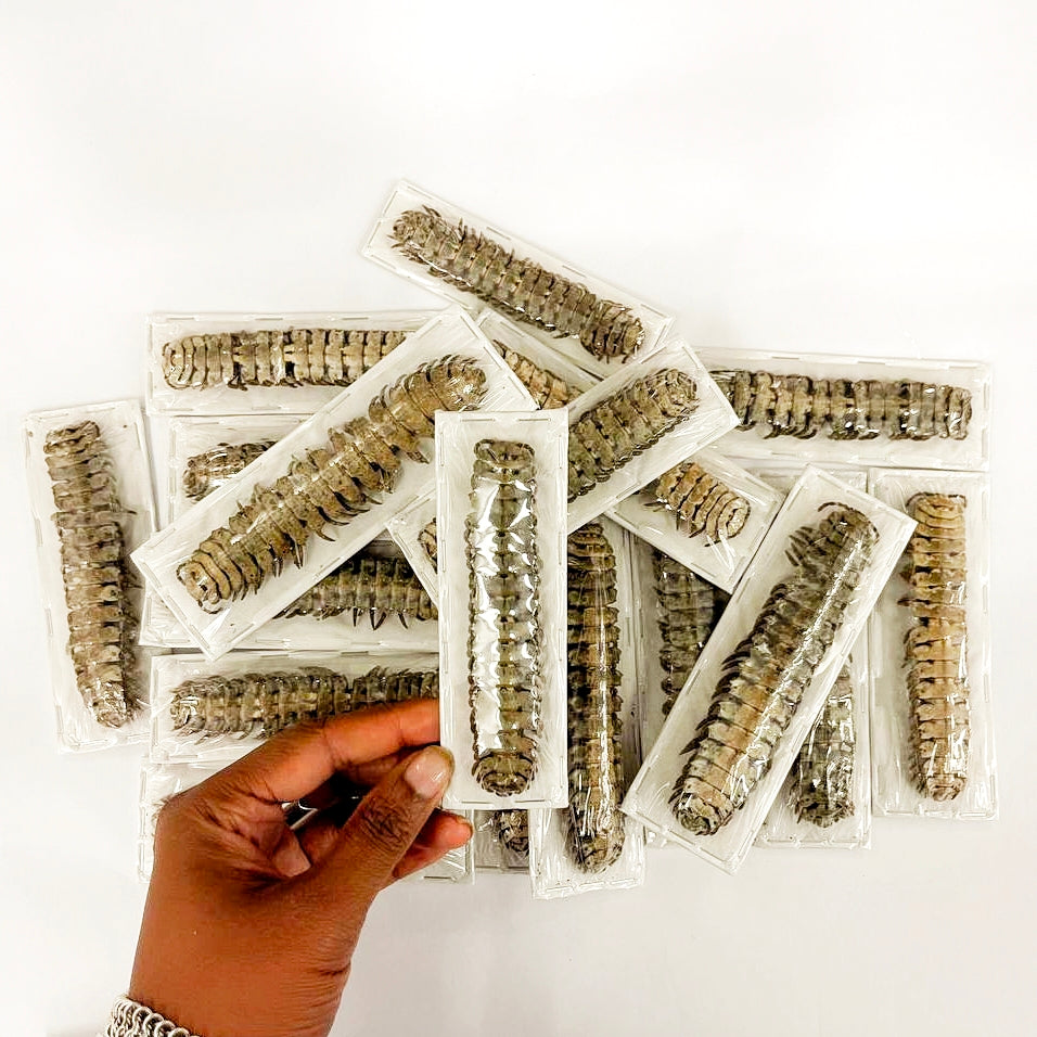 10 x Giant Shield Millipedes (Barydesmus propinquus) 12cm A1 Entomology Specimens, Wholesale