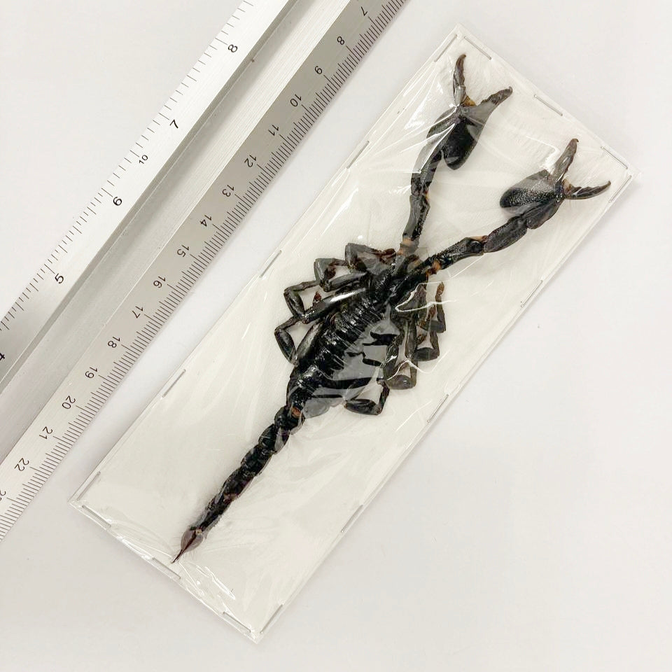 100 x Asian Blue Forest Scorpions (Javanimetrus cyaneus) 175mm+ A1 Specimens, Wholesale