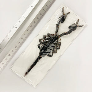 100 x Asian Blue Forest Scorpions (Javanimetrus cyaneus) 175mm+ A1 Specimens, Wholesale
