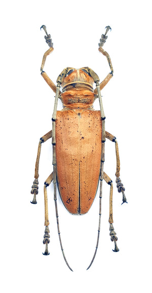 Rosenbergia mandibularis Beetle Specimen | A1 Quality | Dry-Preserved CERAMBYCIDAE