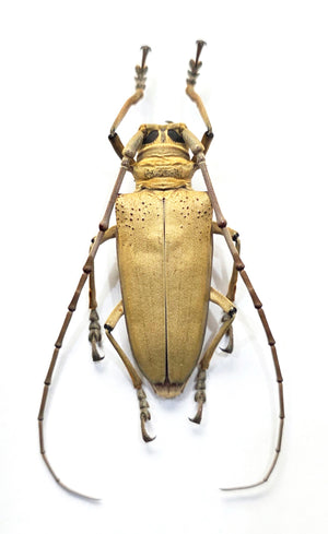 Rosenbergia mandibularis Beetle Specimen | A1 Quality | Dry-Preserved CERAMBYCIDAE