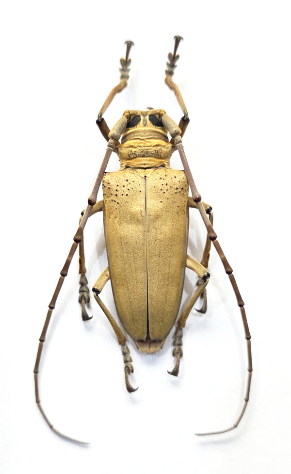 Rosenbergia mandibularis 甲虫 | A1乾燥保存 CERAMBYCIDAE標本