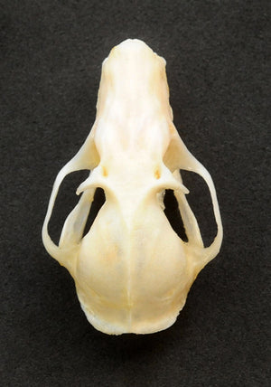 Rousettus leschenaulti Bat Skull | A1 Quality | Dry-Preserved SKULL