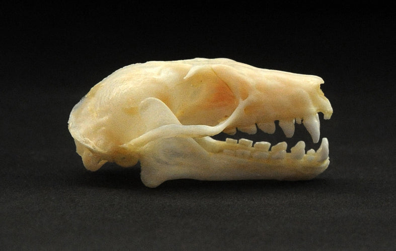 Rousettus leschenaulti Bat Skull | A1 Quality | Dry-Preserved SKULL