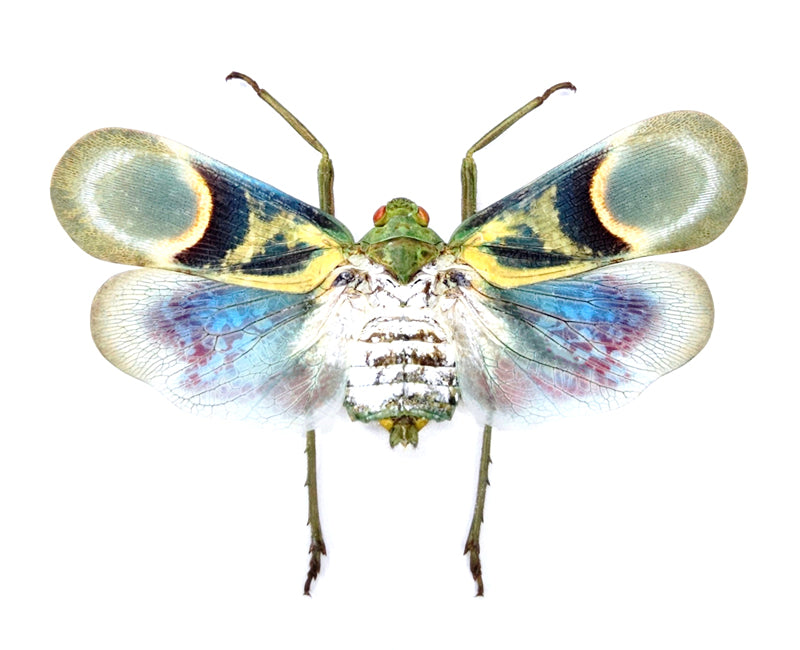 Scamandra pocerattui Planthopper Specimen | A1 Quality | Dry-Preserved Spread | FULGORIDAE