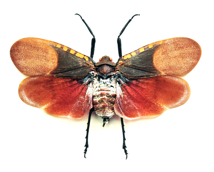 Scamandra polychroma Planthopper Specimen | A1 Quality | Dry-Preserved Spread | FULGORIDAE