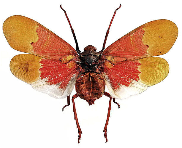Scamandra sanguiflua sanguiflua Planthopper Specimen | A1 Quality | Dry-Preserved Spread | FULGORIDAE