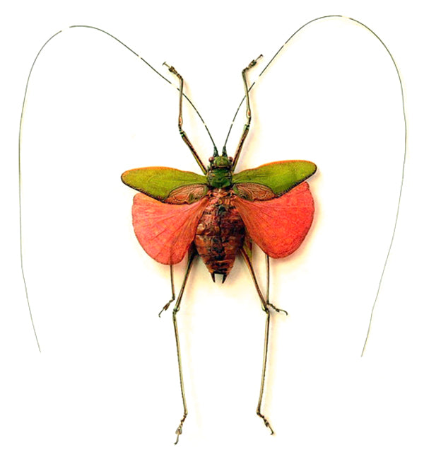 Scambophyllum albomarginatum Katydid Specimen | A2 Quality | Dry-Preserved ORTHOPTERA