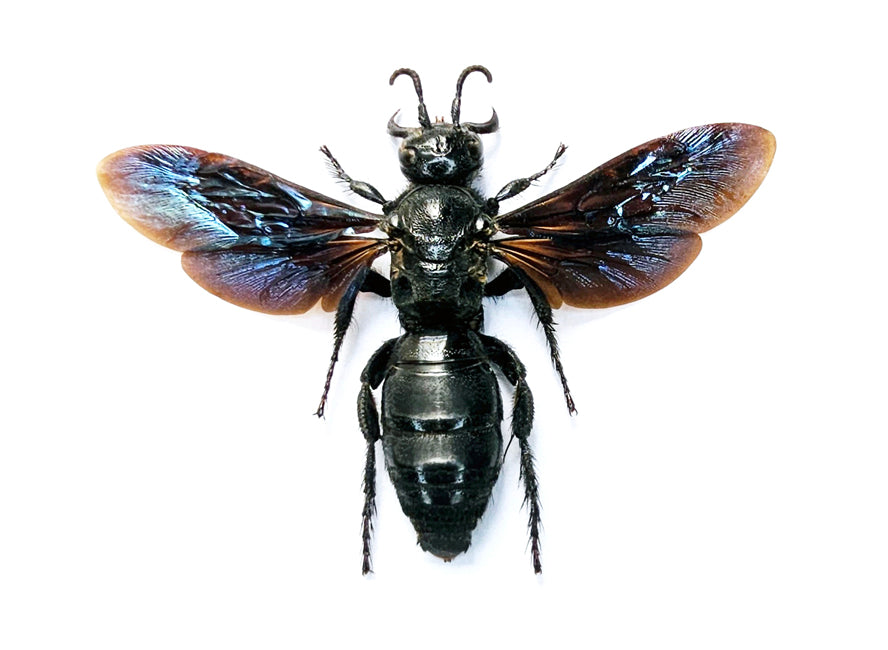10 Scolia affinis Scoliid Wasp Specimen | A1 Quality | Spread & Dry-Preserved HYMENOPTERA (wholesale)