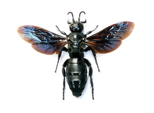 Scolia affinis Scoliid Wasp Specimen | A1 Quality | Spread & Dry-Preserved HYMENOPTERA