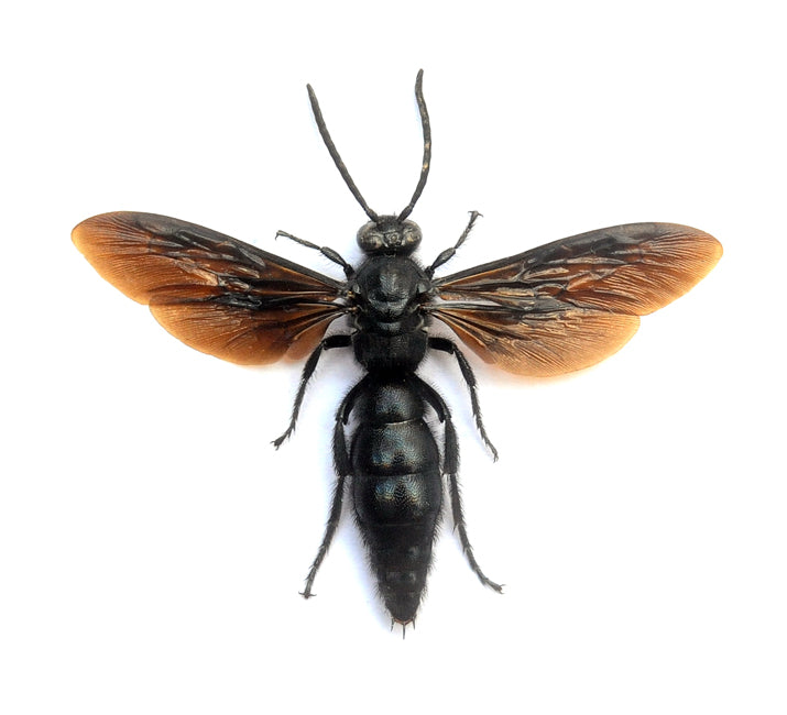 Scolia affinis スコリイドバチ 標本 | A1 クオリティ 展開＆乾燥保存