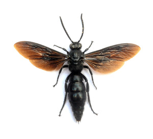 Scolia affinis Scoliid Wasp Specimen | A1 Quality | Spread & Dry-Preserved HYMENOPTERA