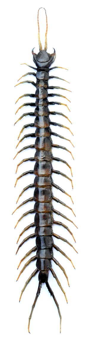 Premium Assorted Dry-Preserved Specimens | Beetles, Bats, Frogs, Tarantulas & More | A1 Quality