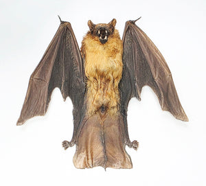 Assorted Common Bat Specimens | A1 Quality | Dry-Preserved CHIROPTERA (Spread Half Folded)