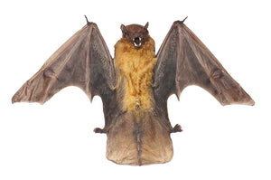 Assorted Common Bat Specimens | A1 Quality | Dry-Preserved CHIROPTERA (Spread Half Folded)