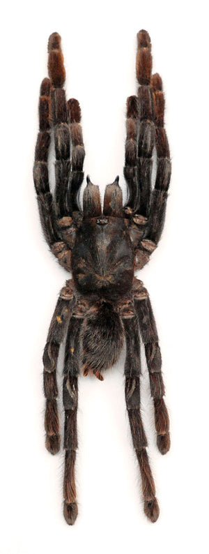 Premium Assorted Dry-Preserved Specimens | Beetles, Bats, Frogs, Tarantulas & More | A1 Quality