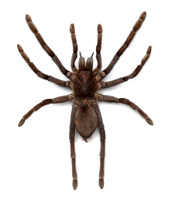 Spread Javanese Tarantulas (Selenocosmia javanensis) - Museum-Quality A1 Specimens