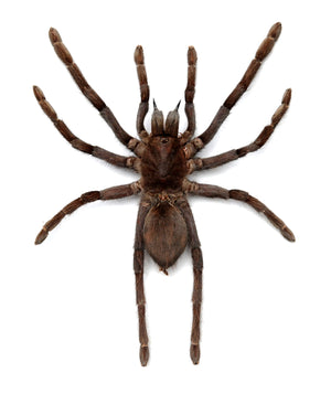 Spread Javanese Tarantulas (Selenocosmia javanensis) - Museum-Quality A1 Specimens