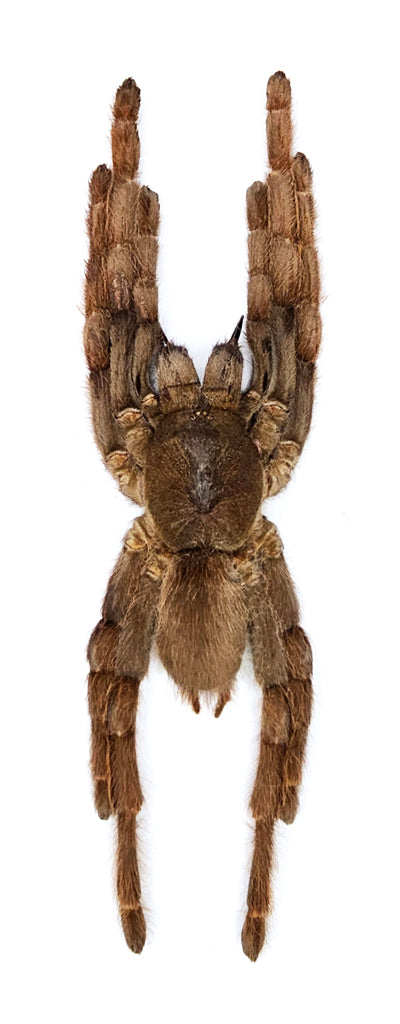 10 Java Tarantulas (Selenocosmia javanensis) A1 Dry-preserved Specimens (Wholesale)