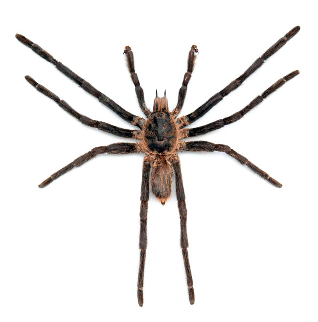 Selenocosmia raciborskii Tarantula Specimen | A1 Quality | Dry-Preserved ARANEAE (Spread Leg)