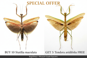 Special Offer Mantis Bundle