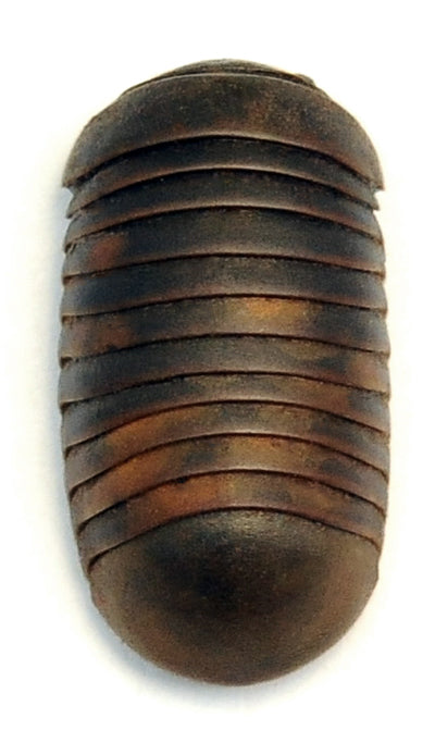 Sphaeropoeus hercules Millipede Specimen | A1 Quality | Dry-Preserved MILLIPEDE