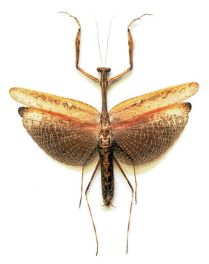 Speciální nabídka: Kupte 10 Statilia maculata, získejte 5 Tenodera aridifolia ZDARMA | Preparáty A1 Mantis | BugsDirect