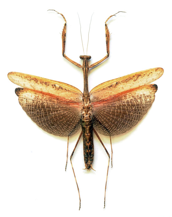 オオカマキリ 標本 ケムンパス出品 オオカマキリ立体標本2点