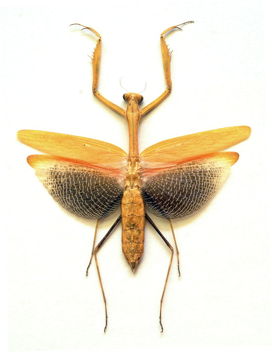 Statilia nemoralis オレンジフォーム A1 カマキリ | 乾燥標本 展開