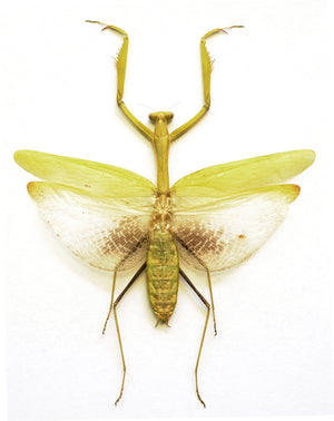 Premium Assorted Dry-Preserved Specimens | Beetles, Bats, Frogs, Tarantulas & More | A1 Quality