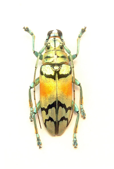 Sulawesiella rafaelae Beetle Specimen | A1 Quality | Dry-Preserved CERAMBYCIDAE