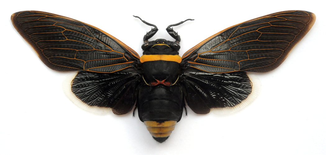 Tacua speciosa Cicada Specimen | Spread | A1 Quality | Dry-Preserved CICADIDAE