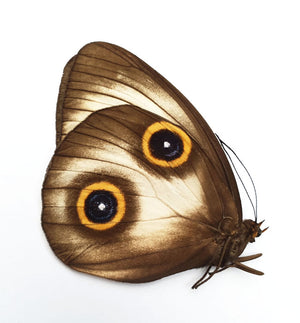 Taenaris urania urania Specimen | A1 Quality | Dry-Preserved AMATHUSIINAE