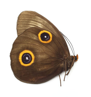 Taenaris urania urania Specimen | A1 Quality | Dry-Preserved AMATHUSIINAE