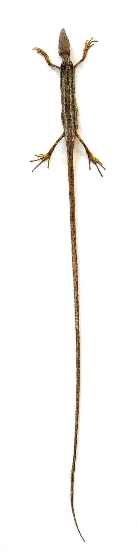 Takydromus sexlineatus Grass Lizard | A1 Quality | Dry-Preserved SPECIMEN | SQUAMATA
