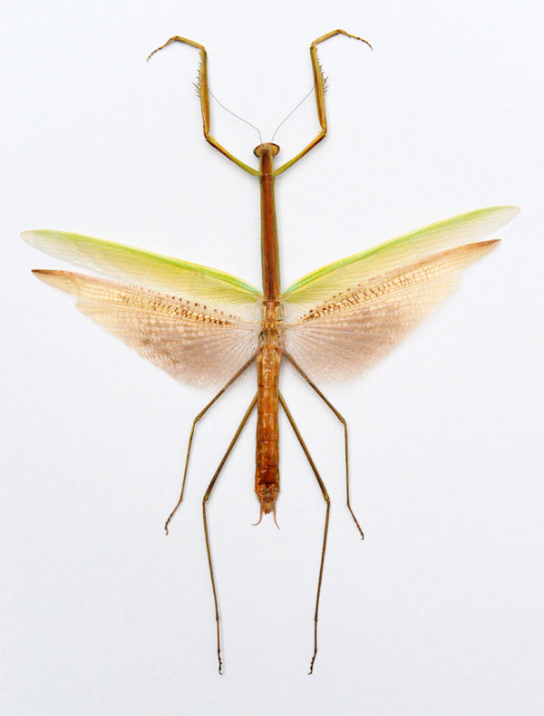 Tenodera angustipennis Mantis Specimen | A1 Quality | Dry-Preserved Spread | MANTODEA