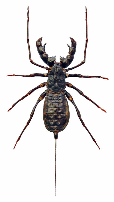 Thelyphonus feuerborni Whip Scorpion | A1 Quality | Dry-Preserved SPECIMEN | THELYPHONIDAE