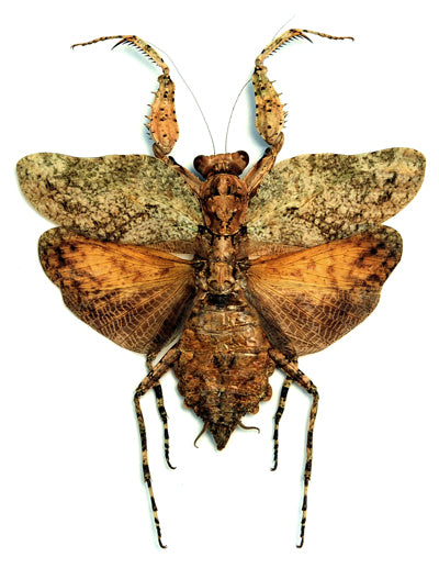 Theopompa servillei Mantis Specimen | A1 Quality | Dry-Preserved Spread | MANTODEA
