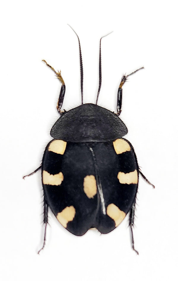 Therea petiveriana Cockroach Specimen | A1 Quality | Dry-Preserved BLATTODEA
