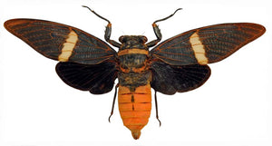 25 Tosena Fasciata Banded Cicada A1 | 120-140mm Wingspan | Spread Specimens (wholesale)