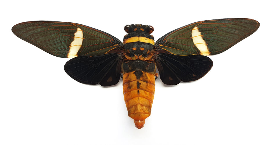 Tosena depicta Cicada Specimen | Spread | A1 Quality | Dry-Preserved CICADIDAE