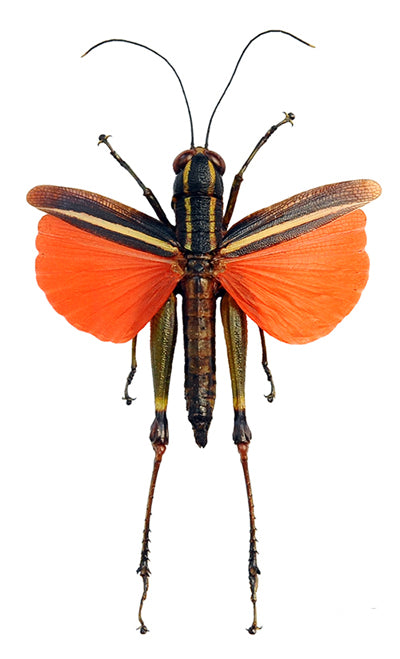Traulacris sp. Grasshopper Specimen | A1 Quality | Dry-Preserved ORTHOPTERA