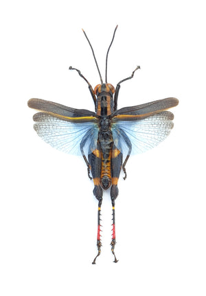 Assorted Beetles & Insects Mystery Box | A1 Entomology Specimens