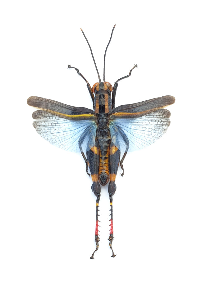 Traulia azureipennis A1 バッタ | 乾燥保存されたバッタ目標本